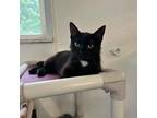 Adopt Genavieve a Domestic Short Hair