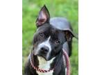 Adopt Winter a Pit Bull Terrier, Mixed Breed