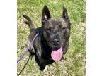 Adopt JADE a Akita, Mixed Breed