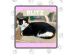 Adopt Blitz a Domestic Short Hair
