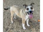 Adopt WENDY DARLING a German Shepherd Dog, Mixed Breed