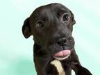 Adopt LENTIL a Carolina Dog, Mixed Breed