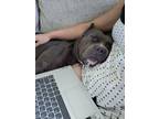 Adopt Tulip a Pit Bull Terrier