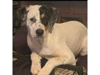 Adopt Lucy Moose a Mixed Breed