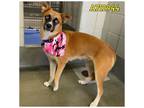 Adopt HAY a Husky, Shiba Inu