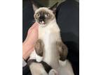 Adopt RUBY a Siamese