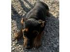 Adopt A712984 a Rottweiler