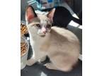 Adopt Creampuff (& Shadow) bonded a Siamese