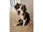 Adopt Luna (bonded with Sweet Jack) a Beagle, Mixed Breed