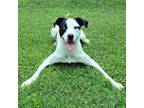 Adopt Trisha 06-1013 a Catahoula Leopard Dog, Jack Russell Terrier