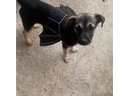 Adopt Star a Miniature Pinscher