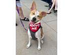Adopt Heidi a Australian Cattle Dog / Blue Heeler, Mixed Breed