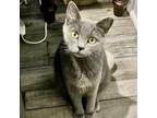 Adopt Stormy (**bonded with Oliver) a Domestic Short Hair, Russian Blue