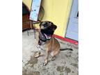 Adopt Angel a German Shepherd Dog