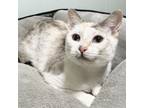 Adopt Mama Summer a Siamese