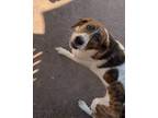 Adopt Sophia a Mountain Cur, Hound