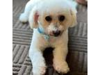 Adopt Eddie a Bichon Frise