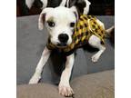 Adopt Opal a Boxer, American Staffordshire Terrier