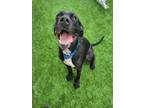 Adopt VADER a Pit Bull Terrier