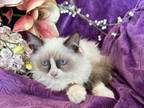 Ragdoll Female