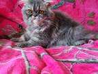 Blue Long Hair Persian Kitten