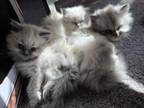 Cabbys Kittens