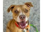 Adopt DESTRY* a Boxer