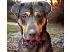 Adopt ZEUS a Rottweiler, Mixed Breed