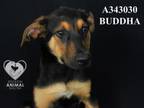 Adopt BUDDHA a Doberman Pinscher, Mixed Breed