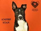 Adopt STAN a Border Collie