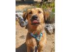 Adopt Maynard a Golden Retriever, Siberian Husky