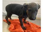 Adopt PAUL a Cane Corso, Mixed Breed