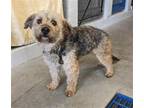 Adopt BUDDY a Silky Terrier