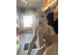 Adopt FAIRY MARY a Siberian Husky, Mixed Breed