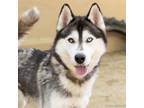 Adopt BOBA a Siberian Husky