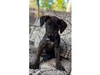 Adopt RINGO a Cane Corso, Mixed Breed