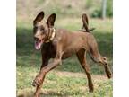 Adopt COLT a Doberman Pinscher, Mixed Breed