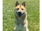 Adopt BABY BOY a German Shepherd Dog, Siberian Husky