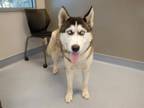 Adopt ALLEN a Siberian Husky