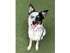 Adopt WAGYU a Australian Shepherd