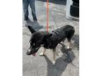 Adopt MAX a Siberian Husky, Mixed Breed