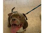 Adopt BUDDY a Pit Bull Terrier