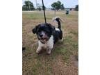 Adopt CINCY a Havanese