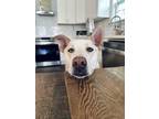 Adopt Pandas a Shepherd, Carolina Dog