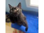 Adopt Kenny Chesney a Domestic Short Hair
