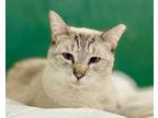 Adopt Newton a Siamese, Domestic Short Hair