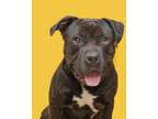 Adopt Chance a Staffordshire Bull Terrier, Mixed Breed