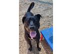 Adopt KIPPERDOO a Labrador Retriever, Mixed Breed
