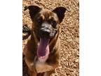 Adopt MAX a Black Mouth Cur, Mixed Breed