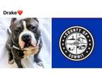 Adopt DRAKE a Pit Bull Terrier, Boxer